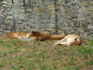 Chorzów, Śląski Ogród Zoologiczny