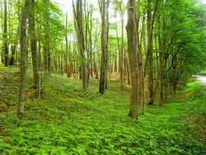 Lato - okolice Iławy