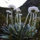 ROUTEBURN TRACK