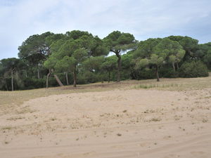 Park donana  39 