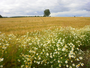 Lato - okolice Lubawy