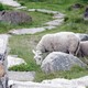Norweskie owce