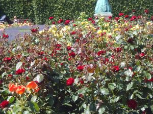 Rosenborg - ogród różany