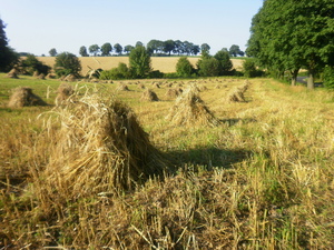 Lato - okolice Brodnicy