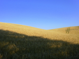 Lato - okolice Brodnicy