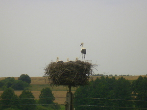 Lato - okolice Łasina