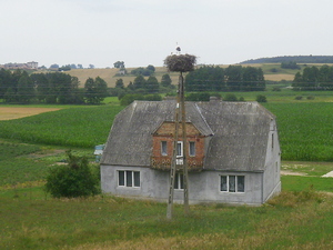 Lato - okolice Łasina