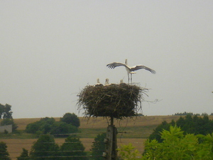 Lato - okolice Łasina