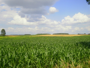 Lato - okolice Lubawy