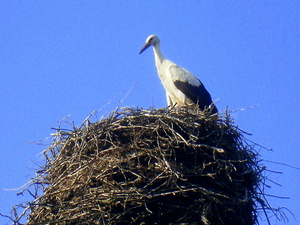 Lato - okolice Lubawy