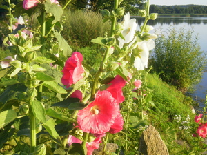 Lato - Dąbrówno