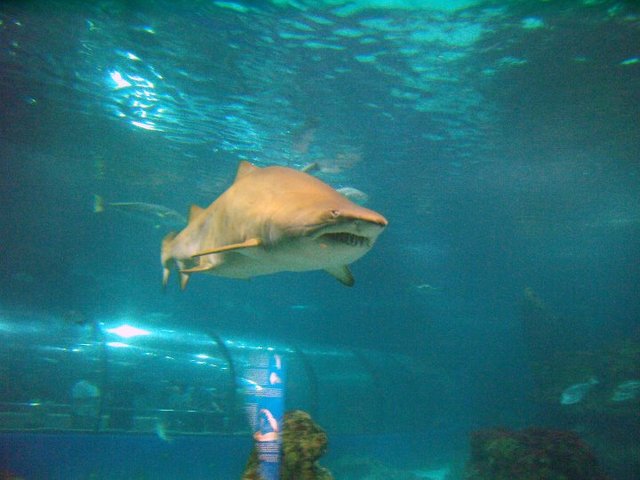 Rekin w L'Aquarium Barcelona