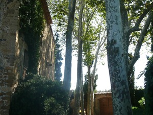 Púbol - wysokie drzewa dają przyjemny cień