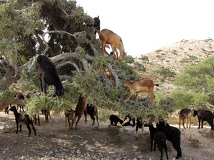 kozy na drzewach arganiowych