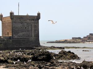 essaouira - twierdza i wyspy purpurowe