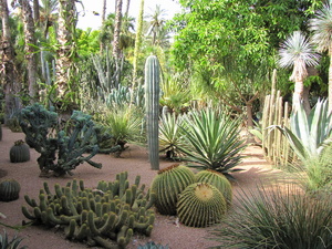 marrakesz - ogród Majorelle - Yves Saint Laurenta