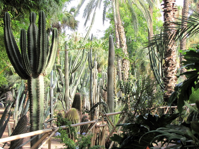 marrakesz - ogród Majorelle