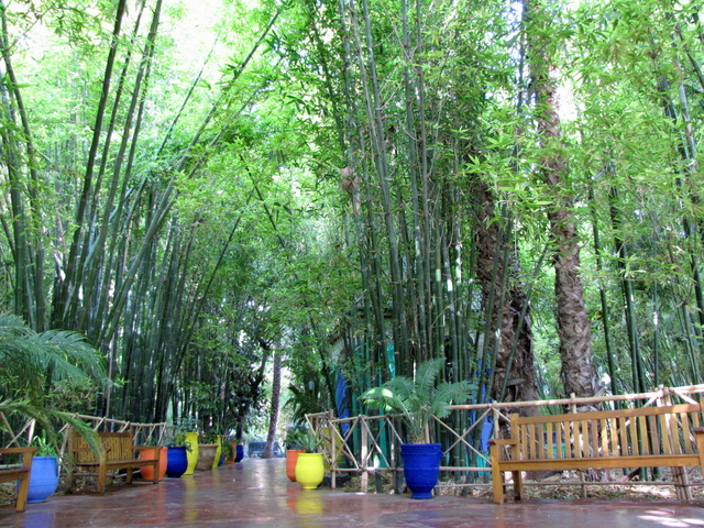 bambusowa aleja ogrodu majorelle