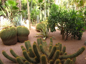 w majorelle