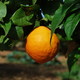 Pomarańcza, Majorka
