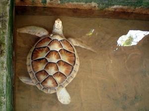 duży żółw
