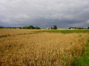 Lato - okolice Lubawy