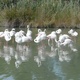 Camargue - park ornitologiczny 1