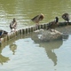 Camargue - park ornitologiczny 2