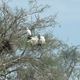 Camargue - park ornitologiczny 3