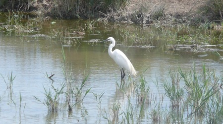 Camargue - park ornitologiczny 5