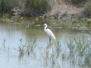 Camargue - park ornitologiczny 5