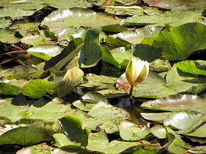 Francja, Giverny