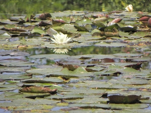 Francja, Giverny