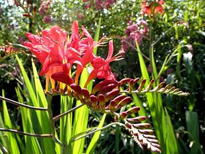 Francja, Giverny