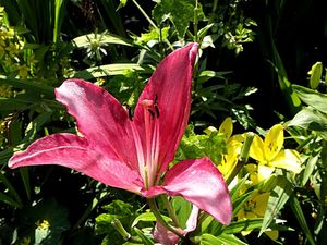 Francja, Giverny