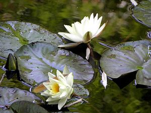 Francja, Giverny