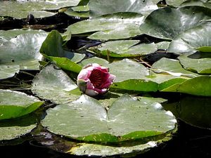 Francja, Giverny