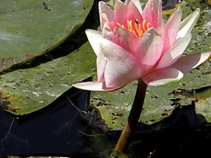 Francja, Giverny