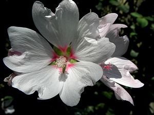 Francja, Giverny