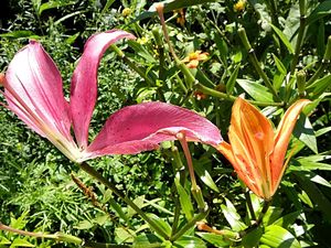 Francja, Giverny