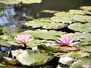 Francja, Giverny