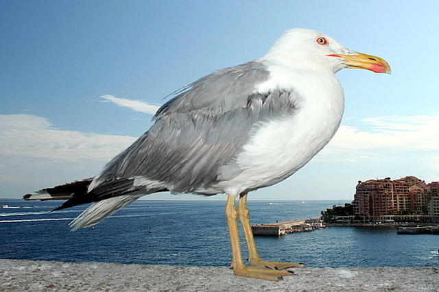 Monako 2011 39