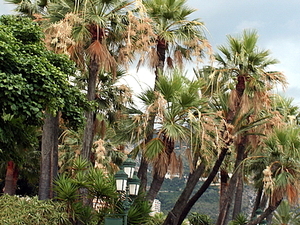 Monako 2011 125
