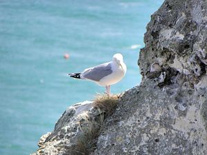 Francja, Etretat