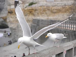 Francja, Etretat