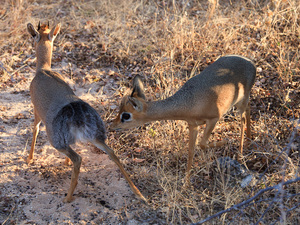 dik-dik