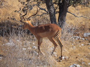 impala