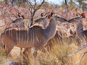 kudu