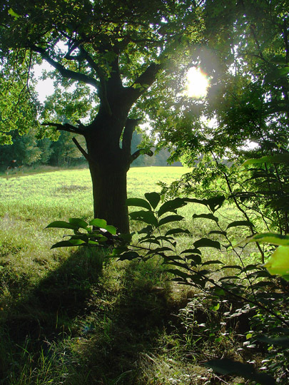 Lato w Łodzi 2011_08   03