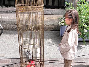 Francja, Honfleur